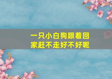 一只小白狗跟着回家赶不走好不好呢