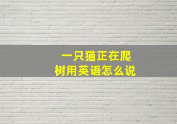 一只猫正在爬树用英语怎么说