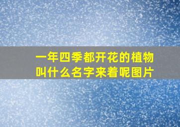 一年四季都开花的植物叫什么名字来着呢图片