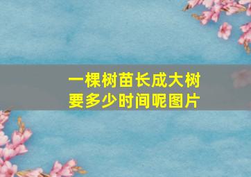 一棵树苗长成大树要多少时间呢图片