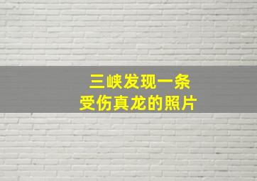 三峡发现一条受伤真龙的照片