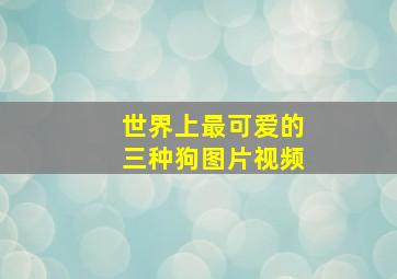 世界上最可爱的三种狗图片视频