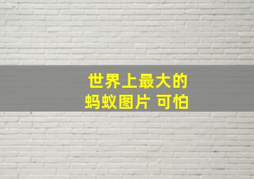 世界上最大的蚂蚁图片 可怕