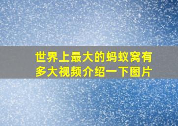 世界上最大的蚂蚁窝有多大视频介绍一下图片