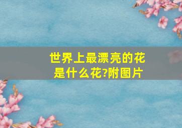 世界上最漂亮的花是什么花?附图片