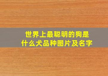 世界上最聪明的狗是什么犬品种图片及名字