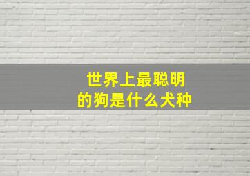 世界上最聪明的狗是什么犬种