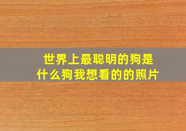 世界上最聪明的狗是什么狗我想看的的照片