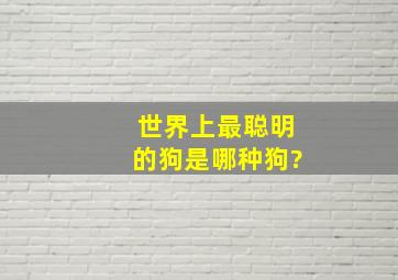 世界上最聪明的狗是哪种狗?