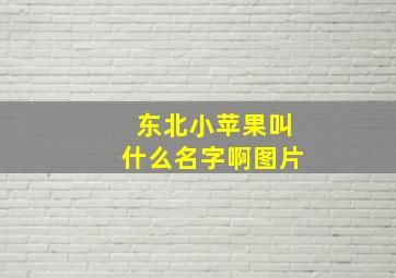 东北小苹果叫什么名字啊图片