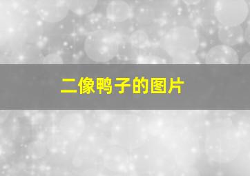 二像鸭子的图片