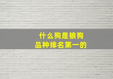 什么狗是狼狗品种排名第一的