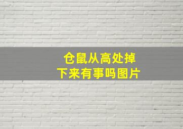 仓鼠从高处掉下来有事吗图片