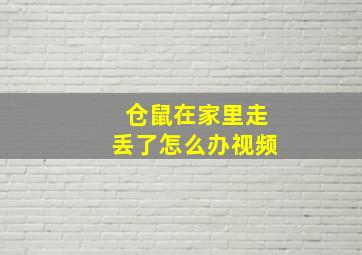 仓鼠在家里走丢了怎么办视频