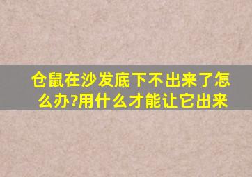 仓鼠在沙发底下不出来了怎么办?用什么才能让它出来