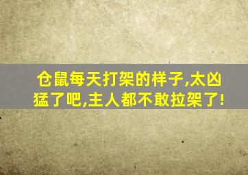 仓鼠每天打架的样子,太凶猛了吧,主人都不敢拉架了!