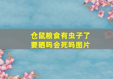 仓鼠粮食有虫子了要晒吗会死吗图片