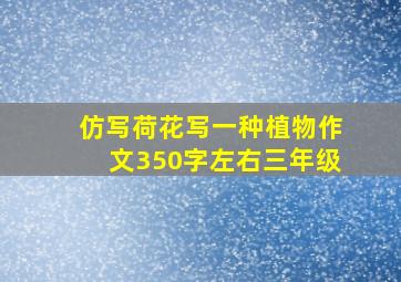 仿写荷花写一种植物作文350字左右三年级