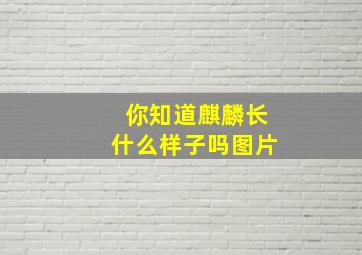 你知道麒麟长什么样子吗图片