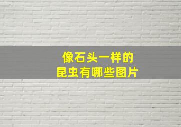 像石头一样的昆虫有哪些图片