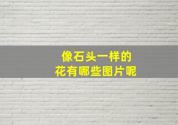 像石头一样的花有哪些图片呢