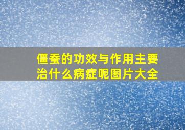 僵蚕的功效与作用主要治什么病症呢图片大全