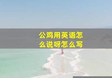 公鸡用英语怎么说呀怎么写