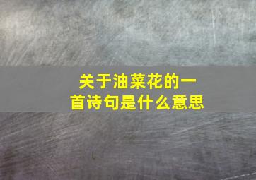 关于油菜花的一首诗句是什么意思