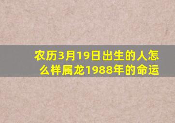 农历3月19日出生的人怎么样属龙1988年的命运