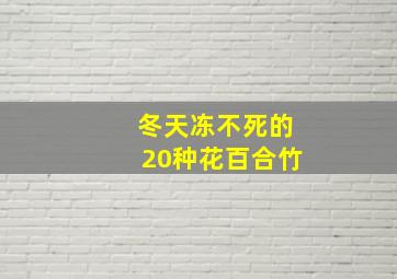 冬天冻不死的20种花百合竹