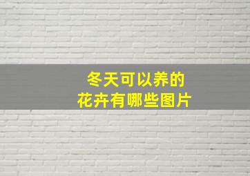 冬天可以养的花卉有哪些图片