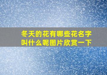 冬天的花有哪些花名字叫什么呢图片欣赏一下