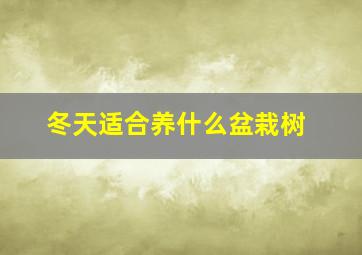 冬天适合养什么盆栽树