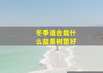 冬季适合栽什么盆景树苗好