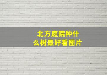 北方庭院种什么树最好看图片