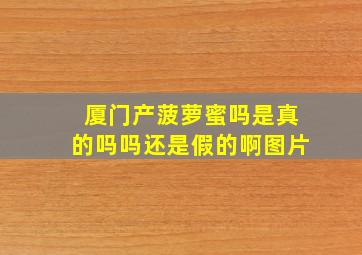 厦门产菠萝蜜吗是真的吗吗还是假的啊图片