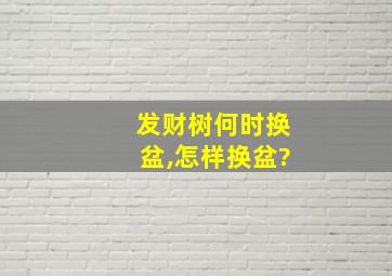 发财树何时换盆,怎样换盆?