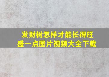 发财树怎样才能长得旺盛一点图片视频大全下载