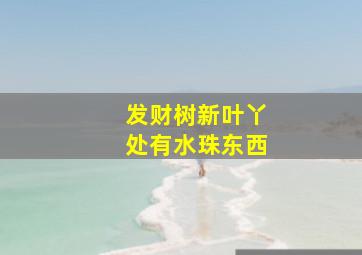 发财树新叶丫处有水珠东西