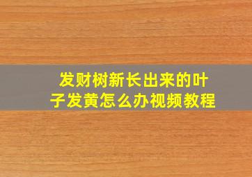 发财树新长出来的叶子发黄怎么办视频教程