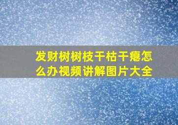 发财树树枝干枯干瘪怎么办视频讲解图片大全