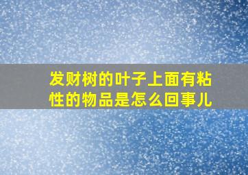 发财树的叶子上面有粘性的物品是怎么回事儿