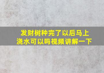 发财树种完了以后马上浇水可以吗视频讲解一下