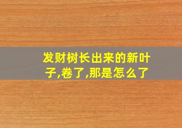 发财树长出来的新叶子,卷了,那是怎么了