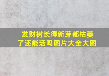 发财树长得新芽都枯萎了还能活吗图片大全大图