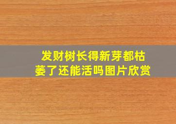 发财树长得新芽都枯萎了还能活吗图片欣赏