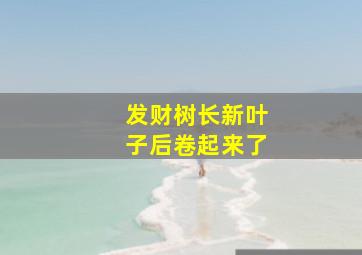 发财树长新叶子后卷起来了