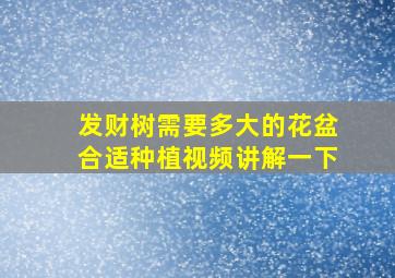 发财树需要多大的花盆合适种植视频讲解一下