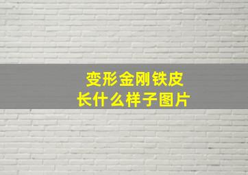 变形金刚铁皮长什么样子图片