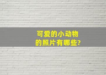 可爱的小动物的照片有哪些?